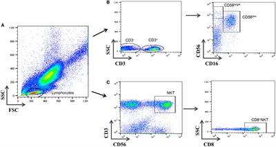 Activation of Blood CD3+CD56+CD8+ T Cells during Pregnancy and Multiple Sclerosis